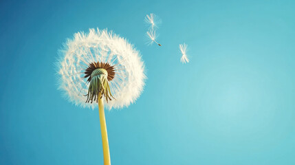 Fototapeta premium Dandelion with seeds blowing away in the wind across a clear blue sky with copy space