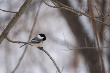 Black‑capped Chickadee, Oaklnad County, Michigan