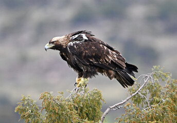 Fototapeta premium a powerful imperial eagle (aquila adalberti) on spain