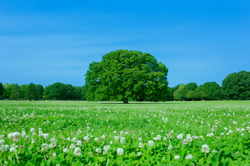 Naklejka premium 緑の木