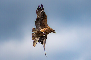 black kite bird of prey flying in the sky with wings spread wide in japan