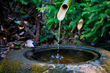 Small bird drinking from traditional Japanese stone basin with bamboo water pipe in garden