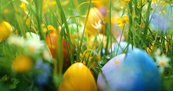 Colorful Easter eggs painted in vibrant warm colors, hidden in a meadow of springtime flowers. Moving through blooming wildflowers to search for decorated Easter eggs for Easter egg hunt tradition.