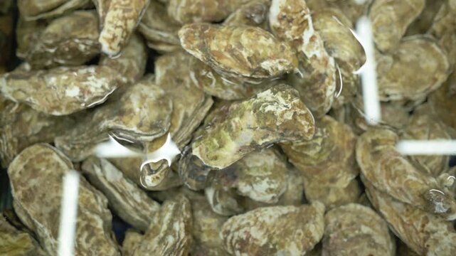 Wild Oysters Piled In Chilled Water, Closeup Of Rough Barnacled Shells With Glossy Wet Surfaces, Fluorescent Reflections, Oyster Farmer And Fishmonger Inspecting Stock, Quality Inspector Checking