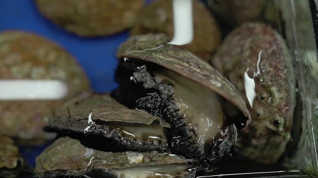 Macro Abalone Shell Inside Blue Tank, Flesh And Adductor Muscle Visible Amid Barnacle Encrusted Shells, Gentle Water Flow, Technician Inspection And Chef Selection Narrative For Culinary