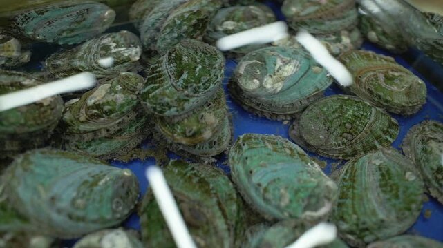 Fresh Abalone Shells In Blue Basin, Closeup Of Green Gastropod Pile With Glossy Wet Texture, White Plastic Tongs And Trays Suggesting Wholesale Seafood Market, Vendor Arranging Display Under Cool