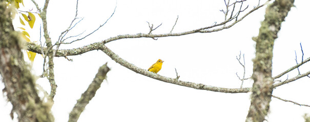 Yellow Songbird Perched on Lichen-Covered Branch
