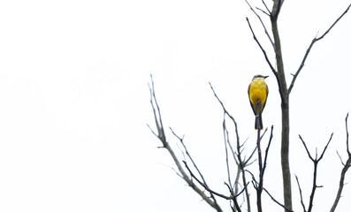 Small yellow (Pitangus sulphuratus) songbird on branch.