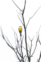 Vertical Shot of Small yellow (Pitangus sulphuratus) songbird on branch.