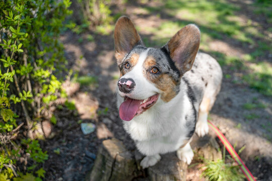Blue merle corgi dog standing on cut tree stump with colorful leash trailing, ears up and tongue out, looking up toward owner with short legs in a sunny park, green bokeh, dirt path and spring lig