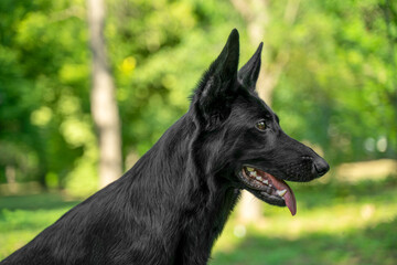Side profile portrait of a black german shepherd dog panting with tongue out outdoors in a sunlit park on a warm summer day, with green trees © Masarik