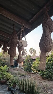 nest