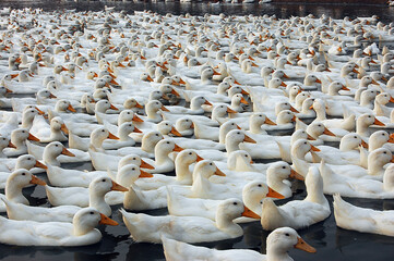 Obraz premium A large group of white ducks swimming in the water