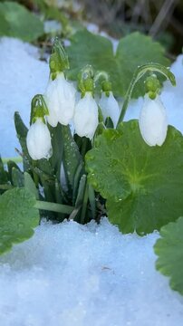 Snowdrop Flowers Breaking Through Winter Snow