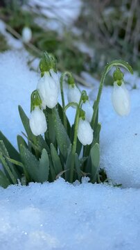 Fresh Green Leaves and White Snowdrop Flowers in Snow