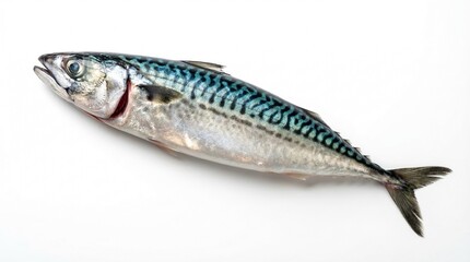 Fototapeta premium Fresh raw mackerel with silver scales and dark stripes, isolated on a clean white background.