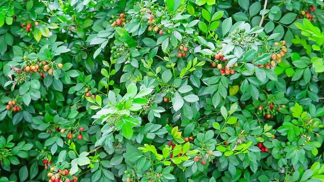 Orange Jasmine or Andaman satinwood bears fruit in many colors during the rainy season of Southeast Asia