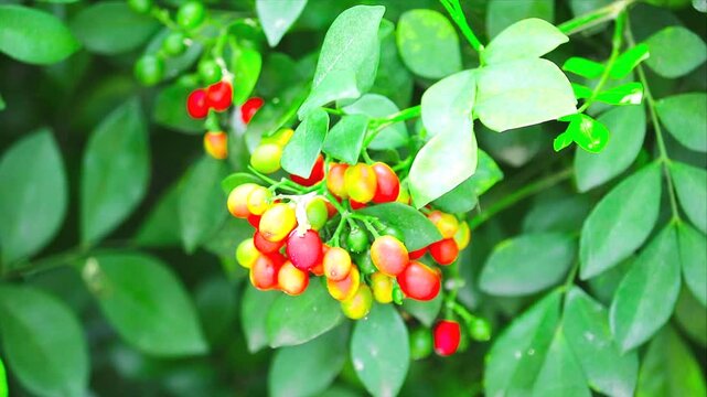 Ripe seeds of Murraya paniculata or Chinese Box or Orange Jessamine flowers range from yellow to bright red