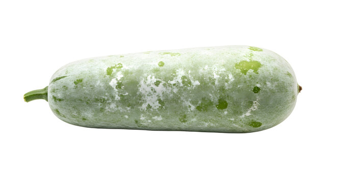 Ash Gourd Isolated PNG &ndash; Fresh Winter Melon Wax Gourd Vegetable Transparent Background