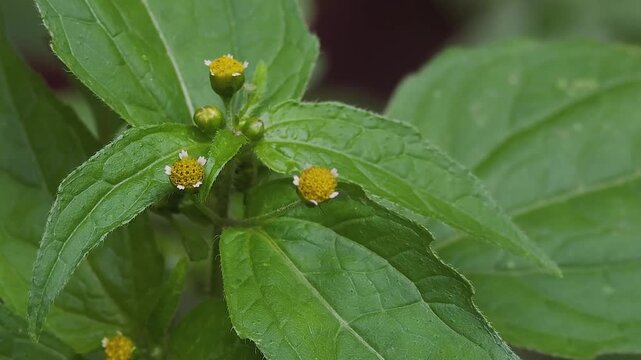 Close Up of Shaggy Soldier Galinsoga Parviflora Wild Flowers