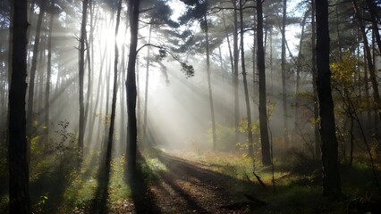 Beautiful sun rays piercing through mystical morning mist in a dense pine forest