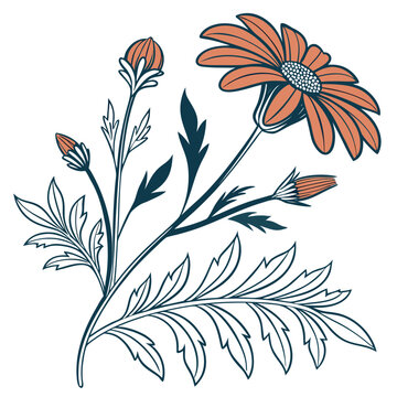 tithonia rotundifolia vector