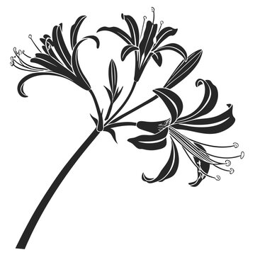 black and white nerine bowdenii