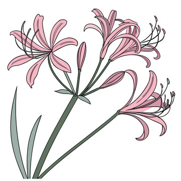 nerine bowdenii with leaves