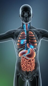 A detailed illustration of the human digestive system with glowing blue and orange colors