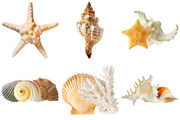 Obraz premium Arrangement of various natural seashells, starfish, and coral, isolated on a transparent background.