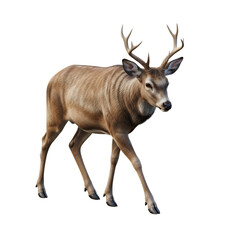 Obraz premium Deer walking forward slowly, natural motion pose, highly detailed hooves and fur, transparent background