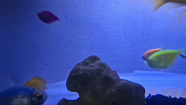 Close-up of colorful genetically modified GloFish tetras and neon fish gliding through a clean aquarium