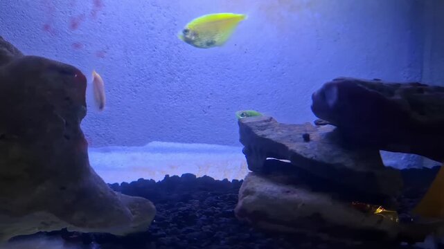 A vibrant scene featuring orange and neon green GloFish Tetras swimming peacefully in a freshwater home aquarium