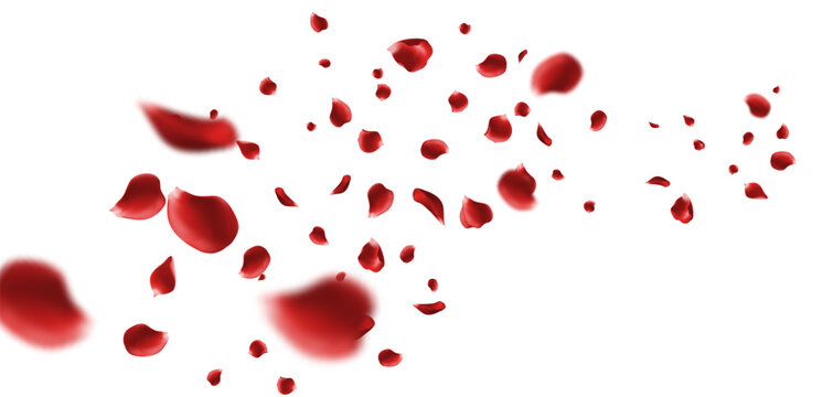red rose petals falling and floating in the air isolated with soft depth field effect for Valentine's Day