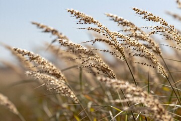 Obraz premium a close up of some tall grass with a blue sky in the background