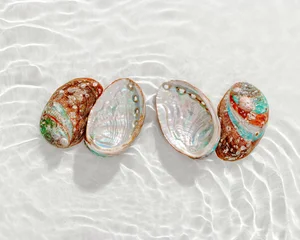 Colored close up shells floating on waves clear white sea water at sunlight. Beauty nature textured Seashells, marine life, nautical style, Minimal summer aesthetic, beach lifestyle, soft pastel color © yrabota