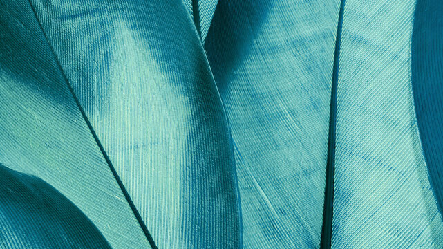 Nature pattern of bird feathers, beautiful natural texture with subtle detail, green blue teal feather closeup banner. Abstract plumage macro. Smooth gradient geometric lines beauty-inspired visuals.
