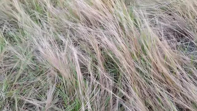 A top-down perspective showing a chaotic and dense layer of dried wild grass stalks, perfect for natural background textures