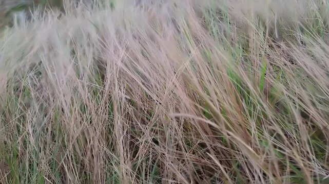 xtreme detail of wild grass in the drying phase, showing the transition from green to brown with sharp focus on the textures