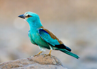 Obraz premium Indian Roller Bird Perched on Rock in Oman