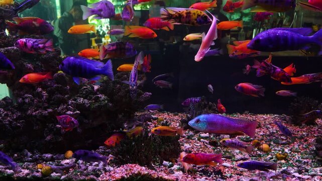Colorful cichlid fish swimming together in a vibrant freshwater aquarium, creating a visually dynamic underwater scene showcasing biodiversity and captivating aquatic life