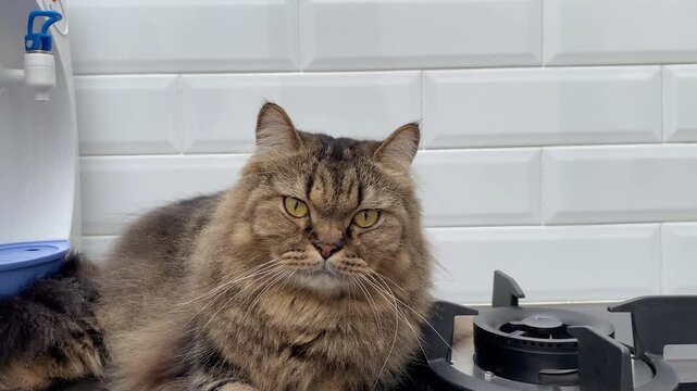 Grumpy fluffy brown tabby cat sitting on a modern kitchen counter next to a gas stove