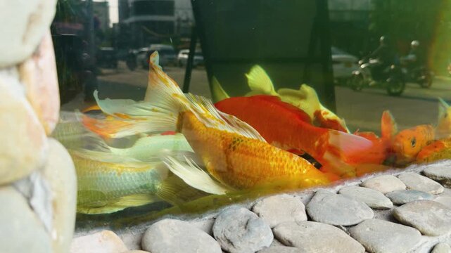 Koi fish swimming peacefully in an enclosed glass aquarium with decorative pebbles, reflecting the outside world of a bustling city street with cars and buildings in the background