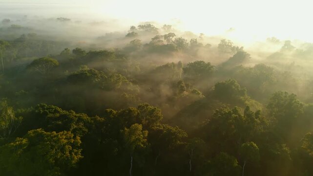 Aerial drone footage of morning mist rising over the Amazon rainforest canopy in Tambopata, Madre de Dios, Peru. Dense tropical jungle landscape covered in fog at sunrise