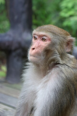 Obraz premium Close-up of a wild macaque monkey face in Zhangjiajie National Forest Park, Hunan, China