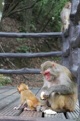 Obraz premium Mother macaque monkey and her baby macaque eating bread in Zhangjiajie National Forest Park, Hunan, China