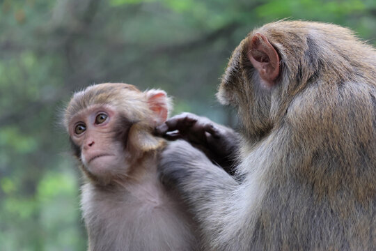 Mother wild macaque monkey helps her baby macaque picking lice in Zhangjiajie National Forest Park, Hunan, China