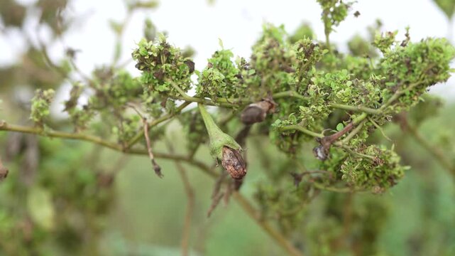 Fresh Green brinjal or eggplant at agriculture field 