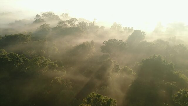 Aerial drone footage of morning mist rising over the Amazon rainforest canopy in Tambopata, Madre de Dios, Peru. Dense tropical jungle landscape covered in fog at sunrise