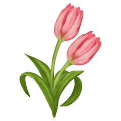 Obraz premium Pink Tulips Flowers Watercolor Illustration